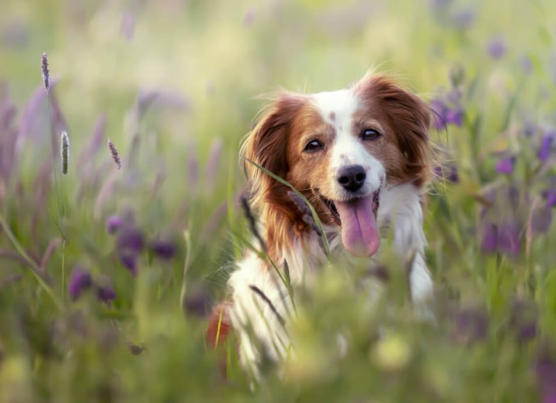 Cute puppy in lavender bush