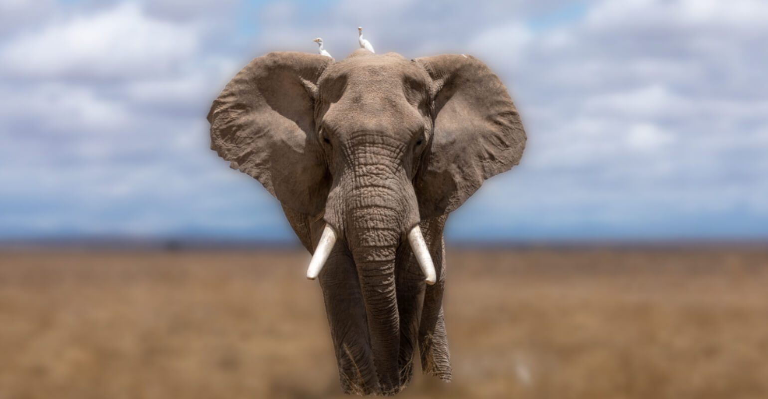 Elephant photo with blurred background