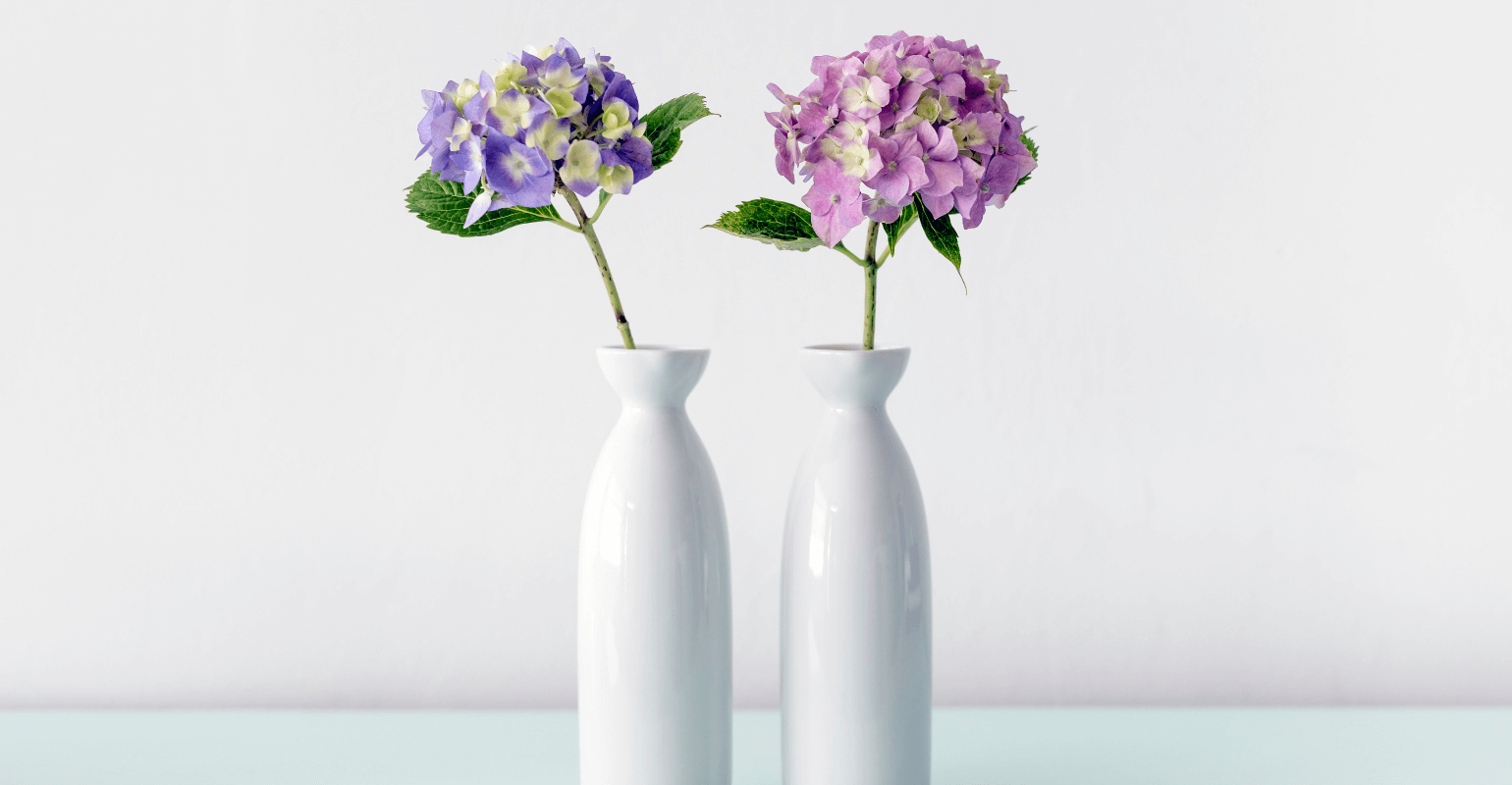 Pink hydrangea in a white vase