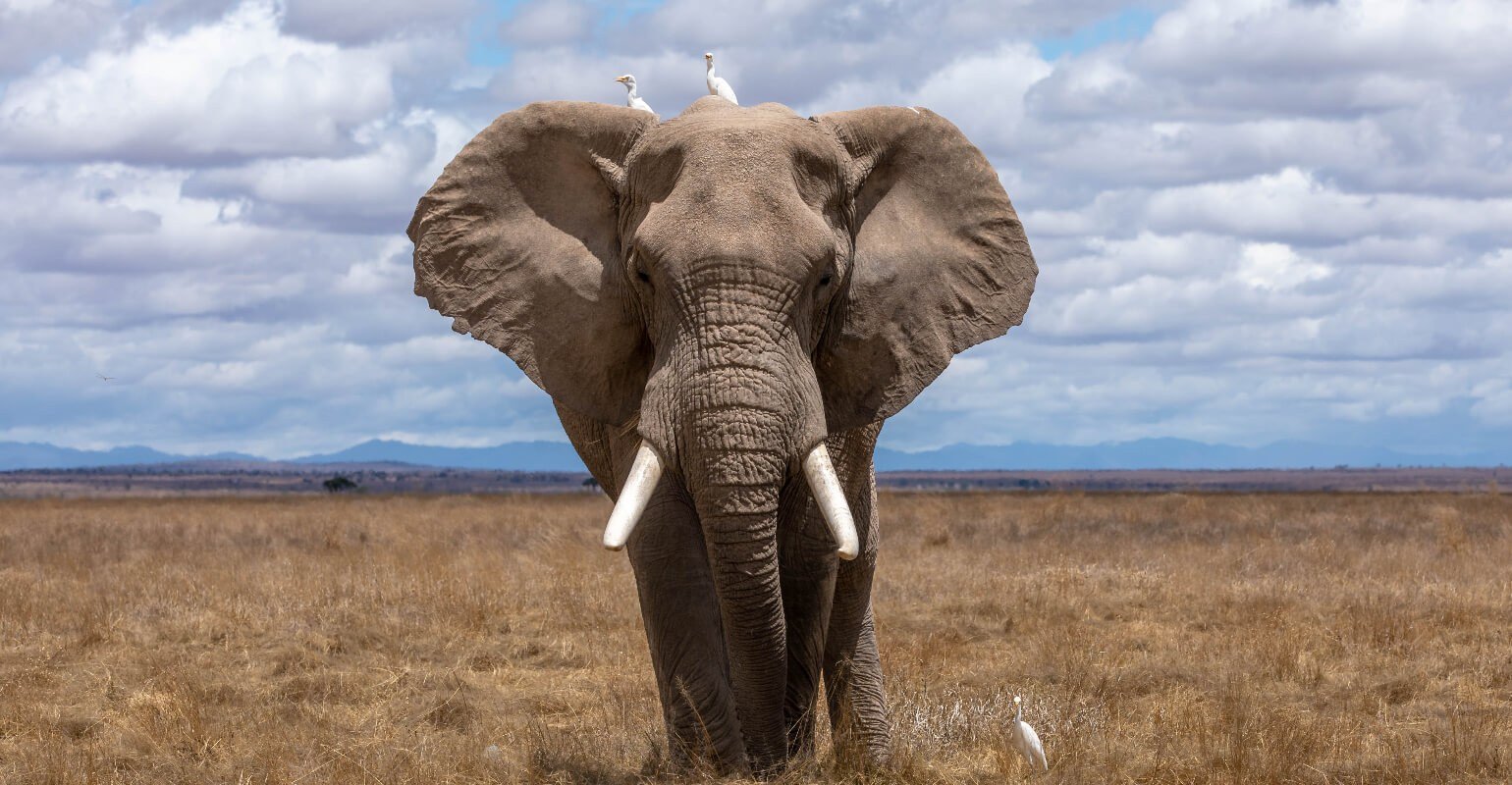 Foto dell'elefante selvatico