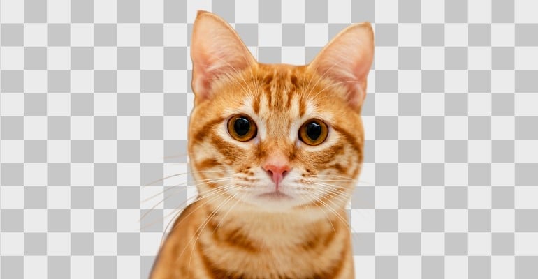 A kitten after image cutout mobile