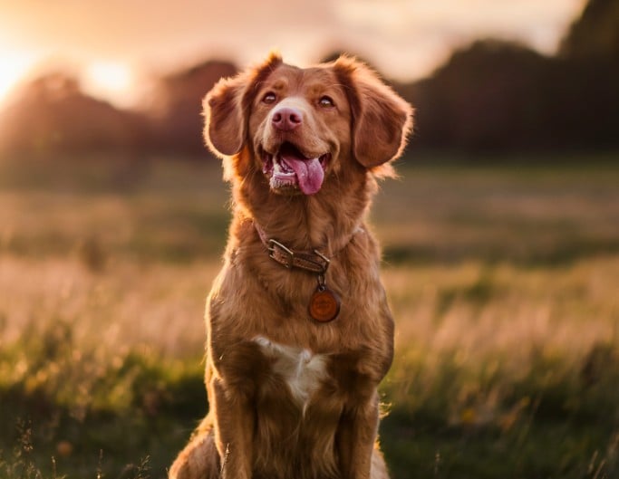 A sharpened photo of a puppy