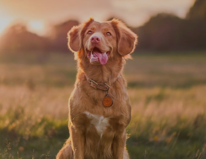 An original dim photo of a puppy