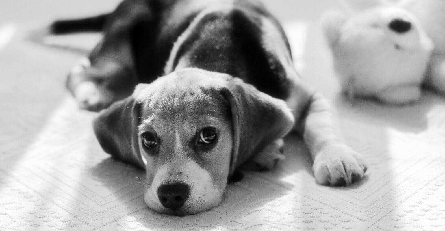 Black and white photo of a puppy lying on the ground