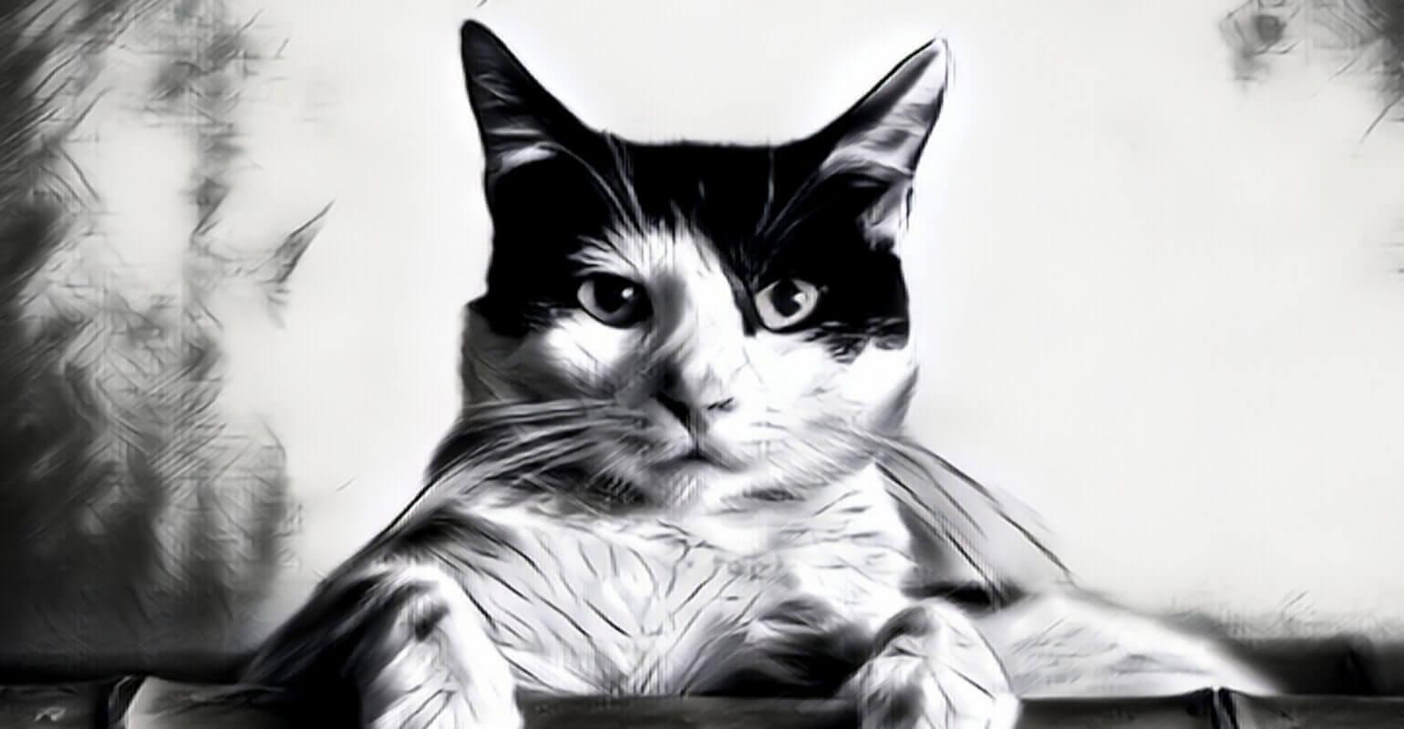 cat sketch photo
