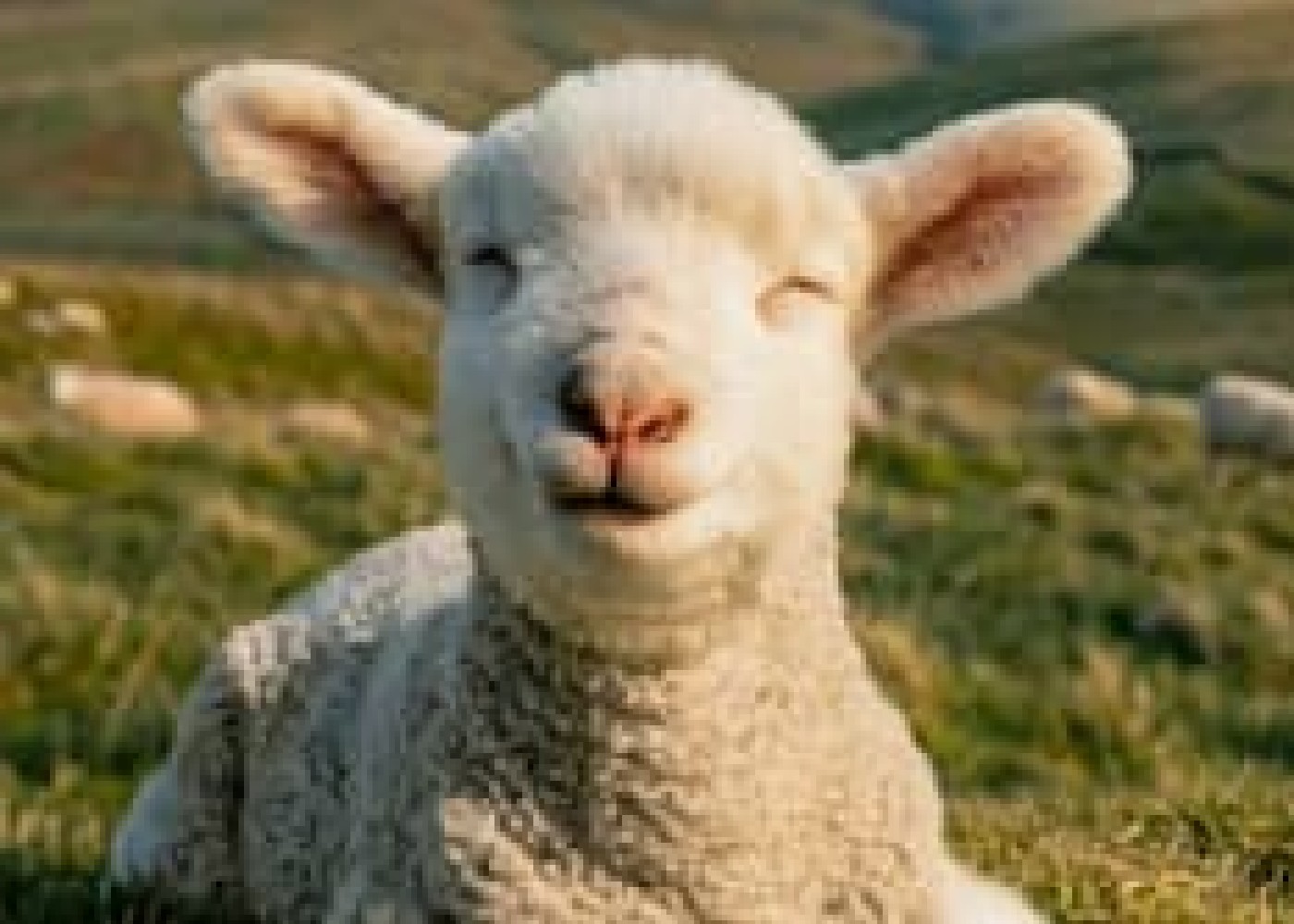 Fotor sharpen image before sheep smile banner image