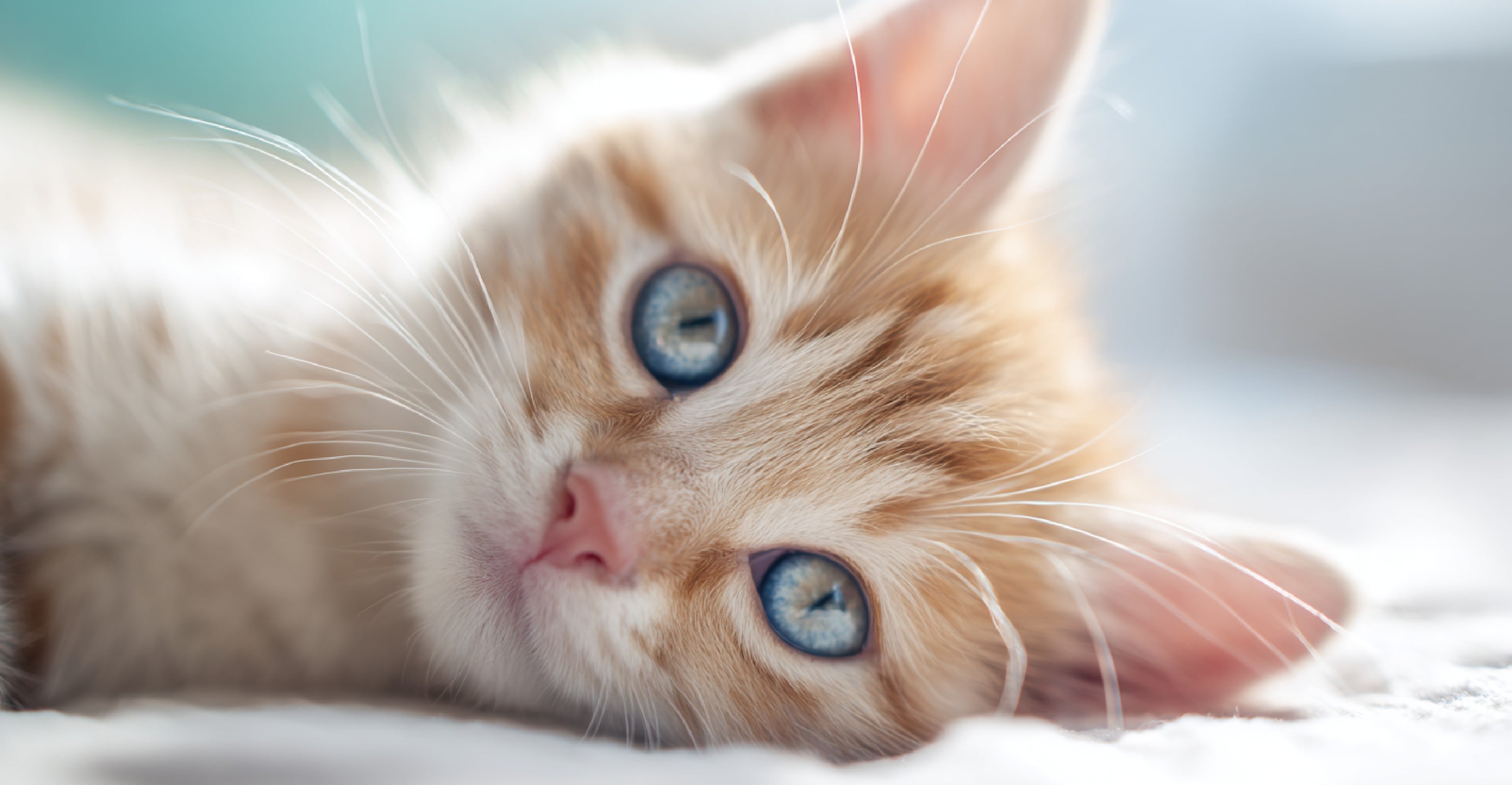 単一の透かしが入ったバナー画像用のFotor透かし除去ツール