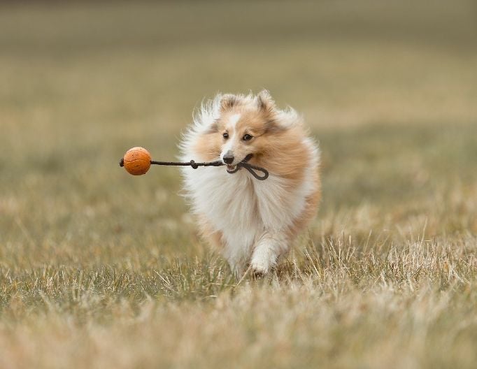 Original photo of a running dog