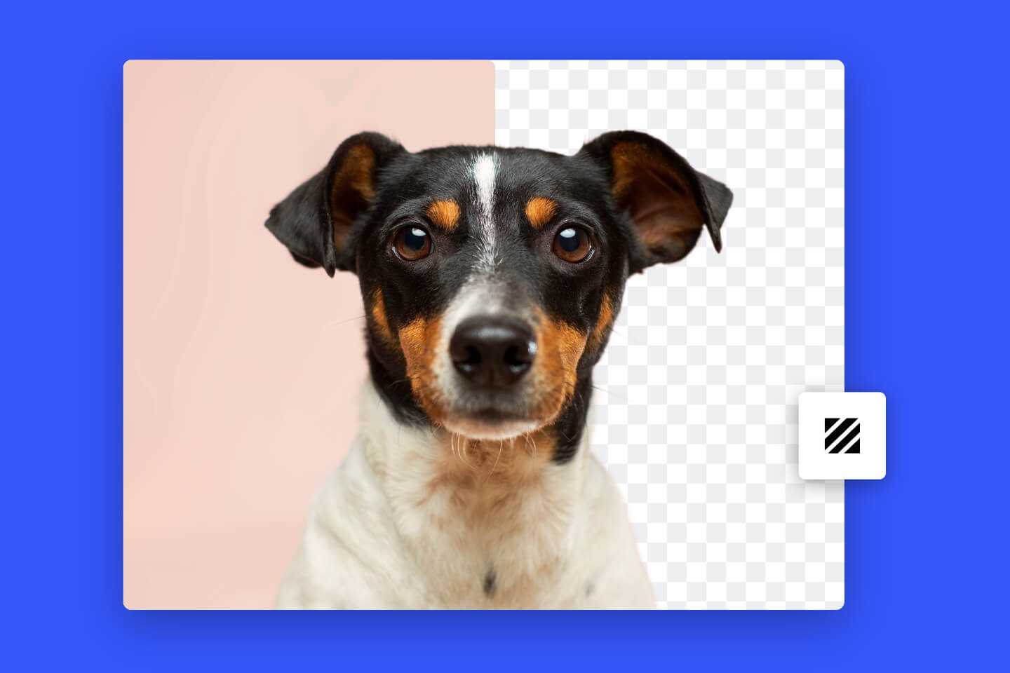 Remove Background From A Dog Photo