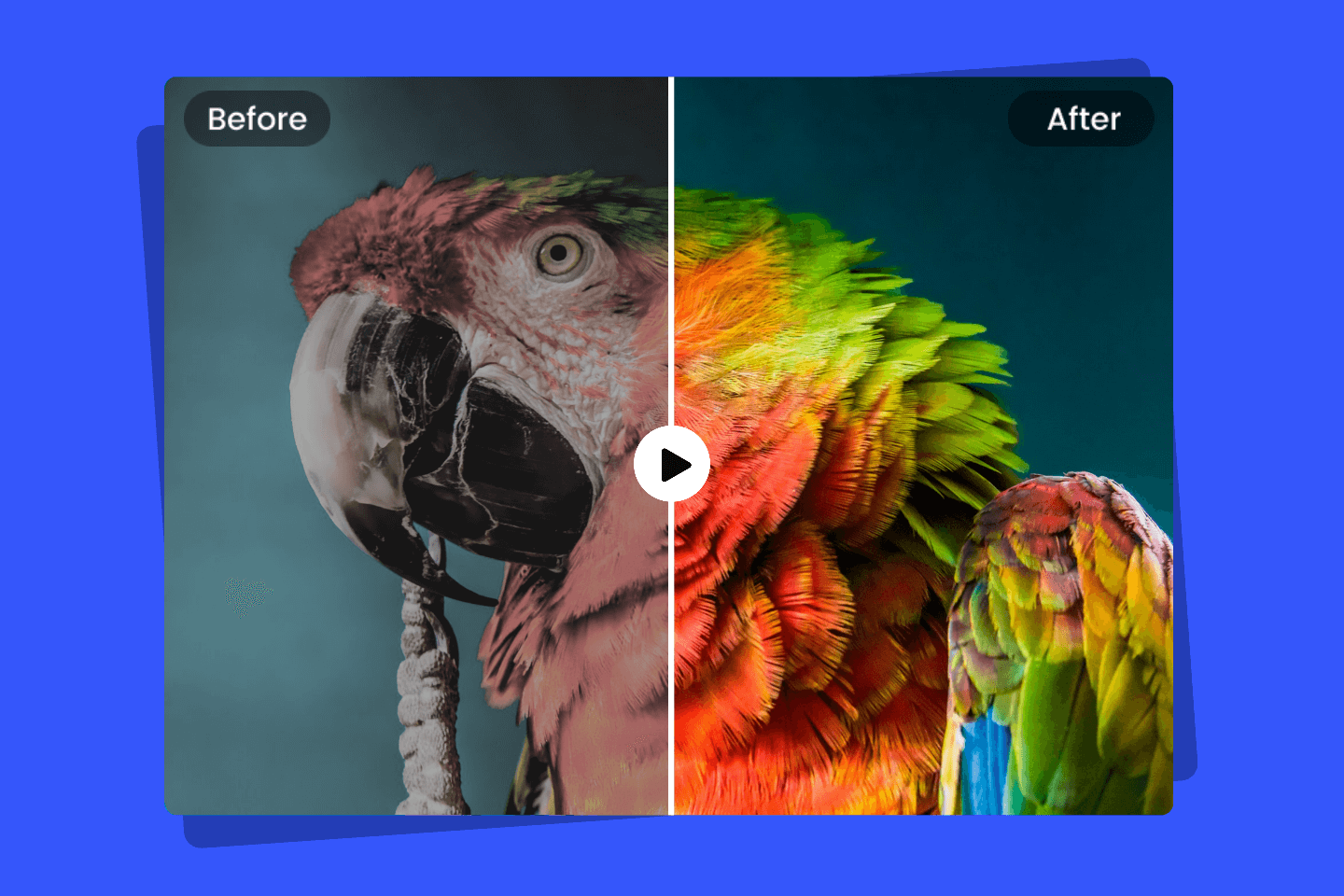 Video color correction makes the parrot look more vibrant