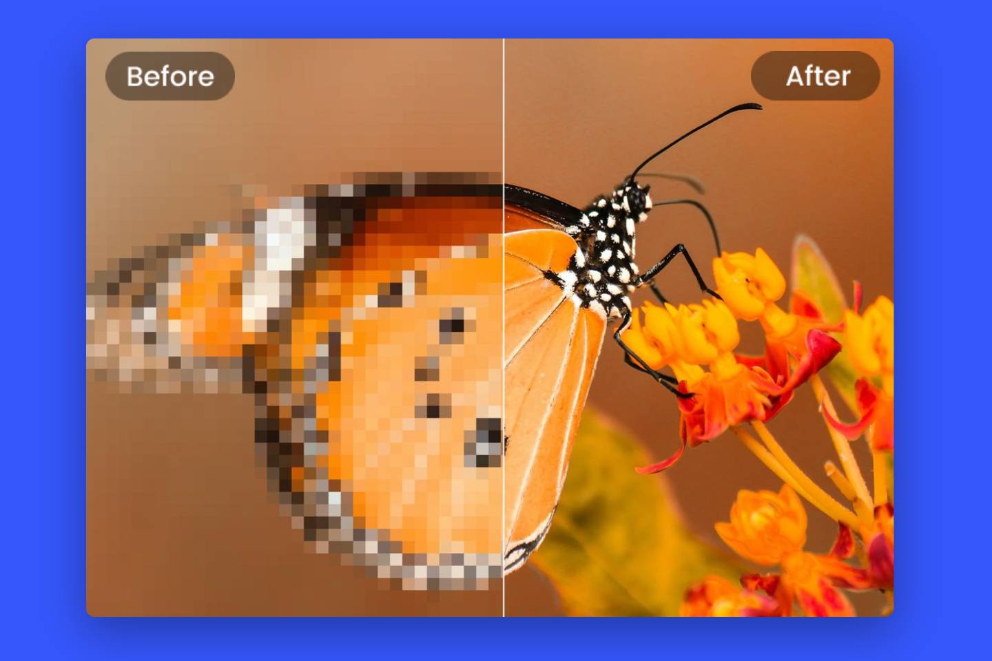 A butterfly picture with half pixelated background and half clear background