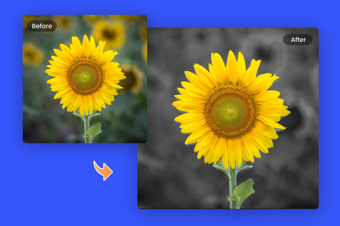 A sunflower with color splash