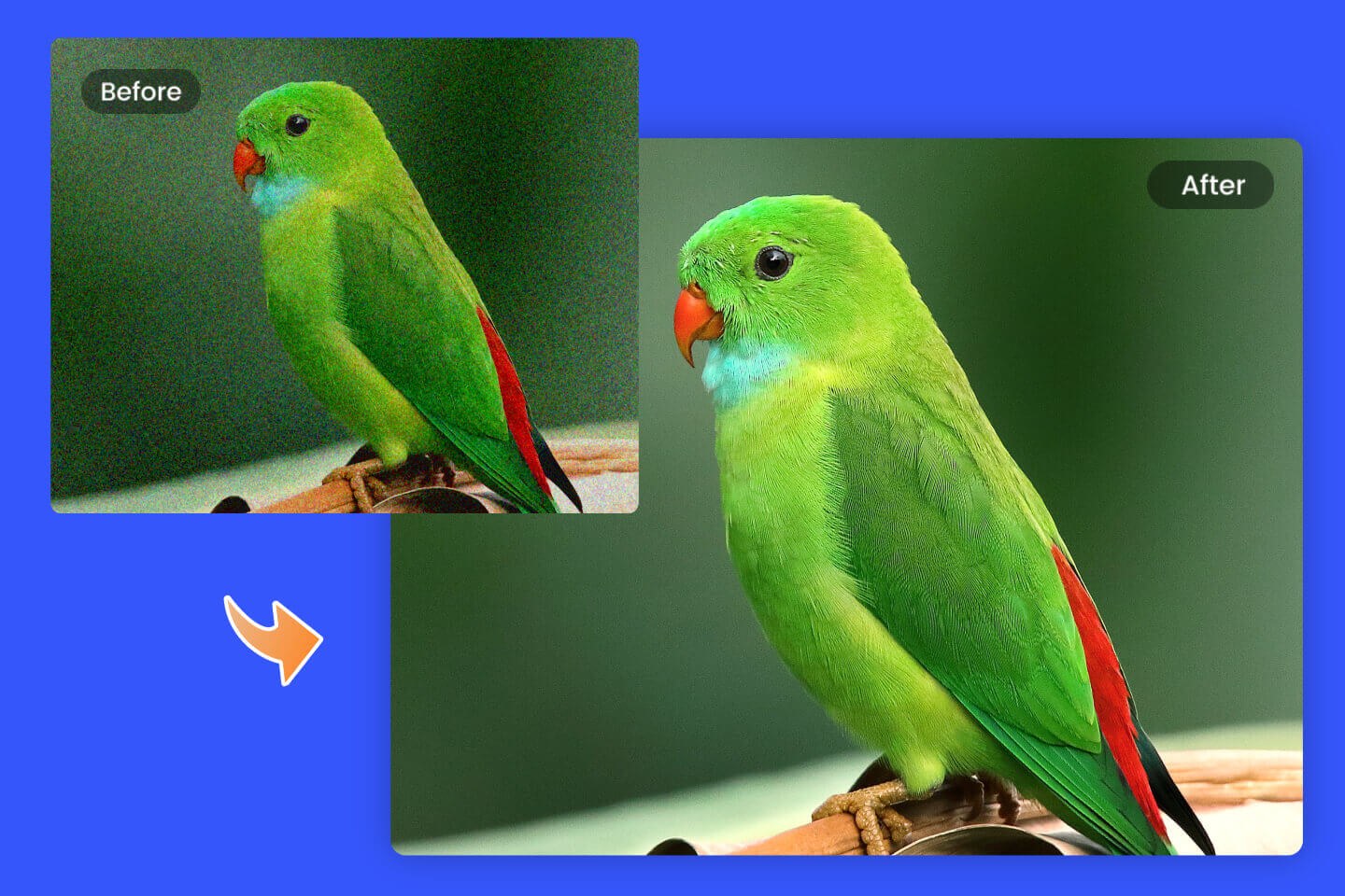 Before and after result of bird image noise reduction