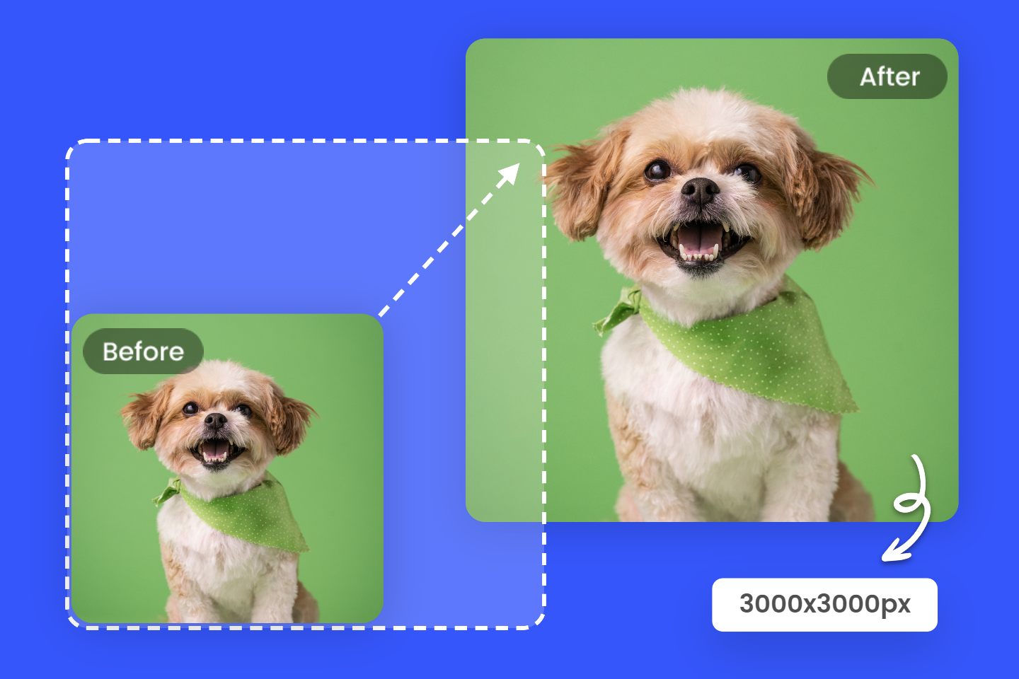 Convert a cute dog image to 3000 resolution in fotor