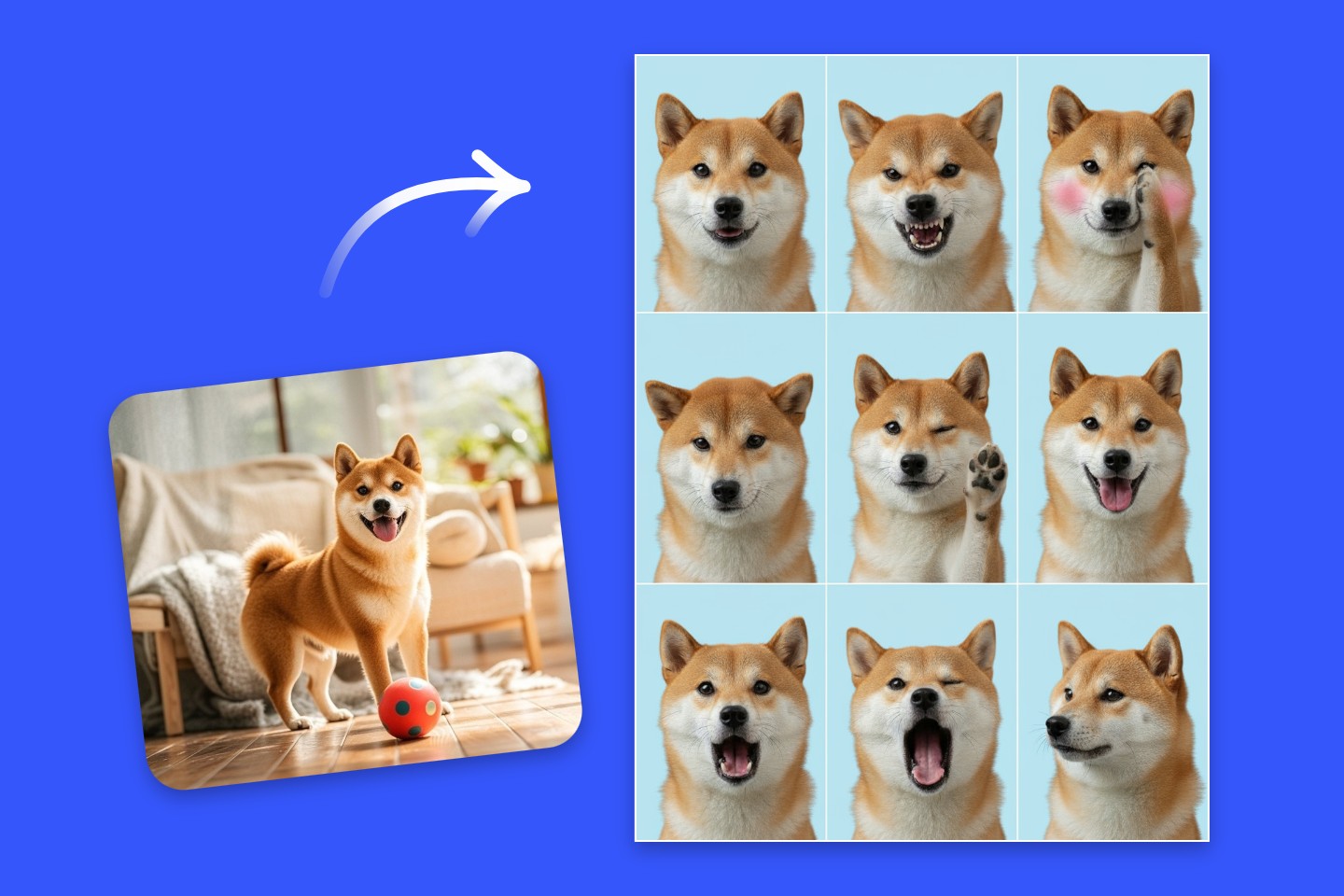 ペット証明写真