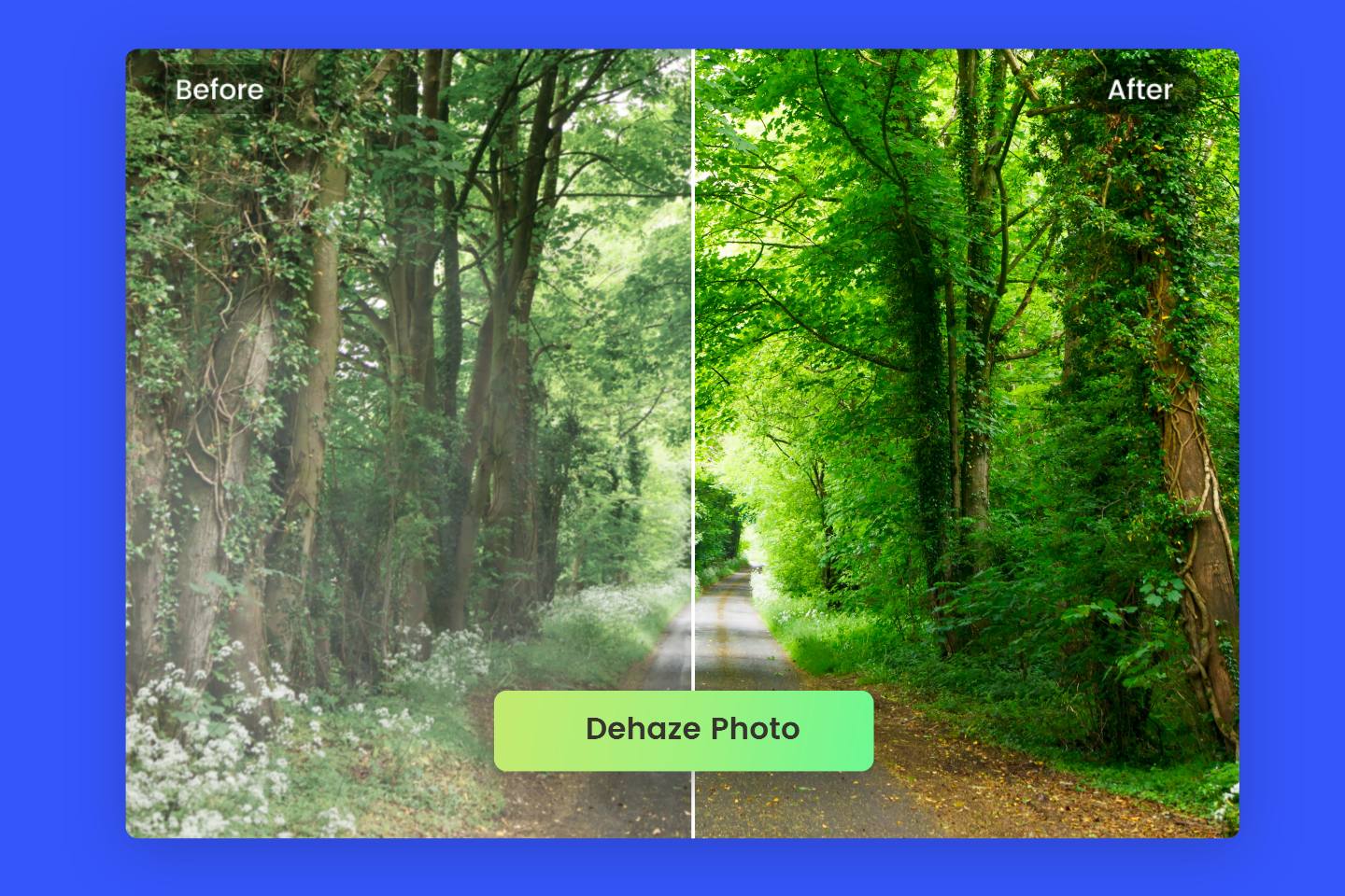 Remove haze from forest photo with fotor ai dehaze tool online